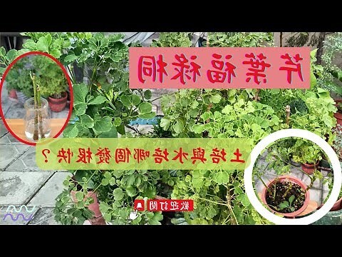 福祿桐 水耕